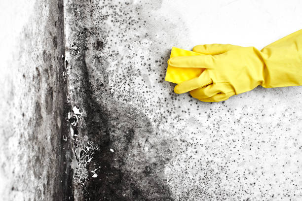 Best Mold Damage Repair  in Wadesboro, NC
