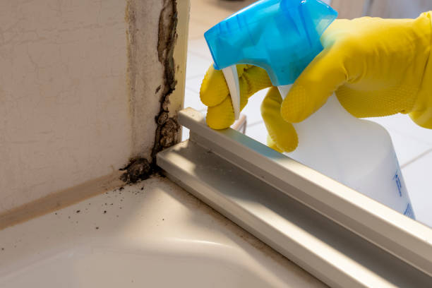Best Affordable Mold Removal  in Wadesboro, NC