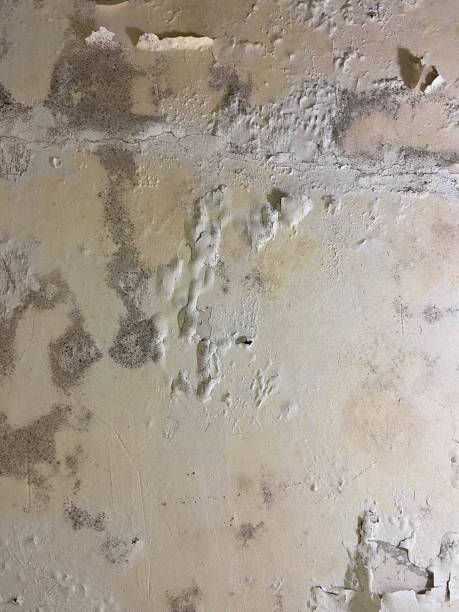 Best Fast Mold Removal  in Wadesboro, NC